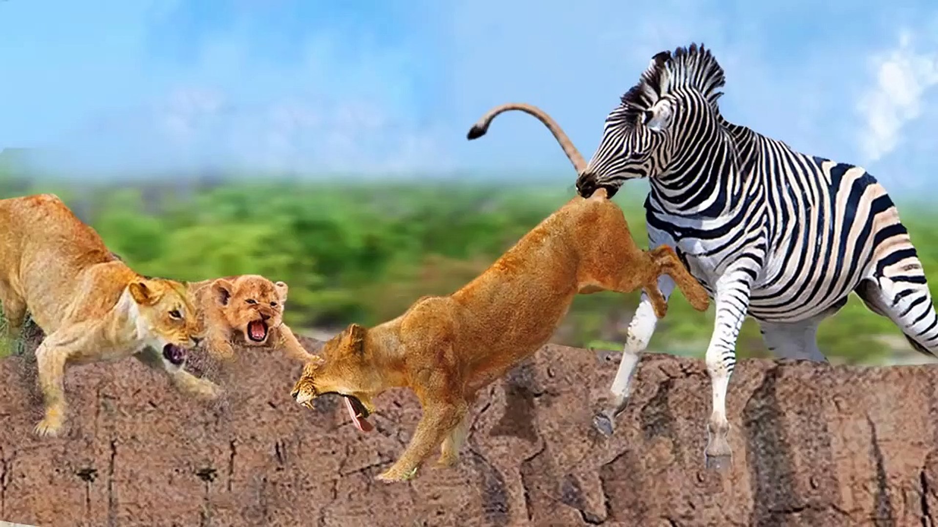 ⁣mother lion VS lion !anger of  A mother!! Zebra took her babies revenge from this lion