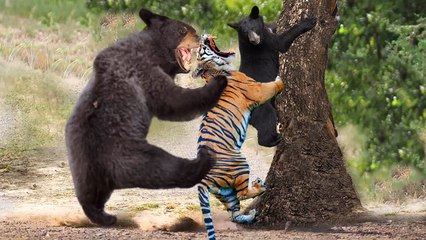 Bear Vs Tiger, the most rare moment that caught on Camera , Mother  bear turn into monster and cut this lion throat