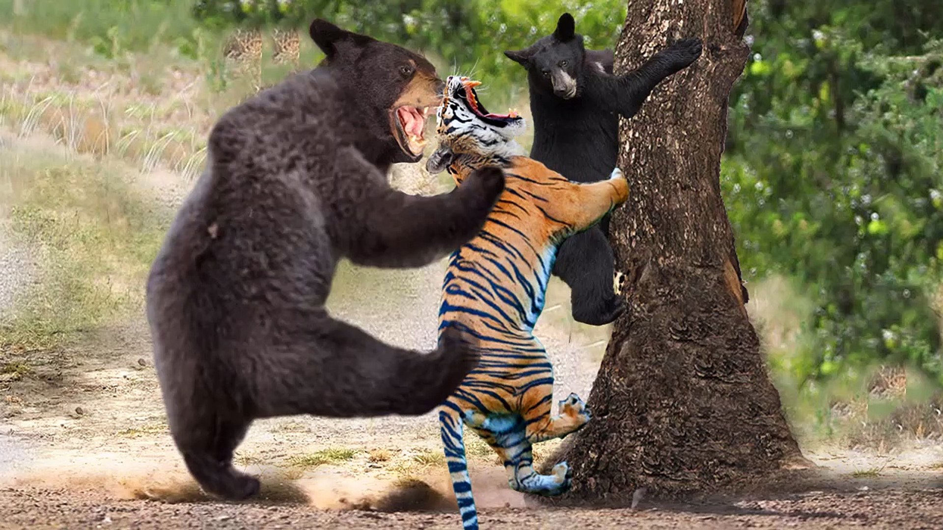⁣Bear Vs Tiger, the most rare moment that caught on Camera , Mother  bear turn into monster and cut t