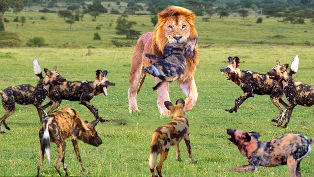 Lion VS Wild Dog, father lion kills 10 wild dogs threatened his cubs