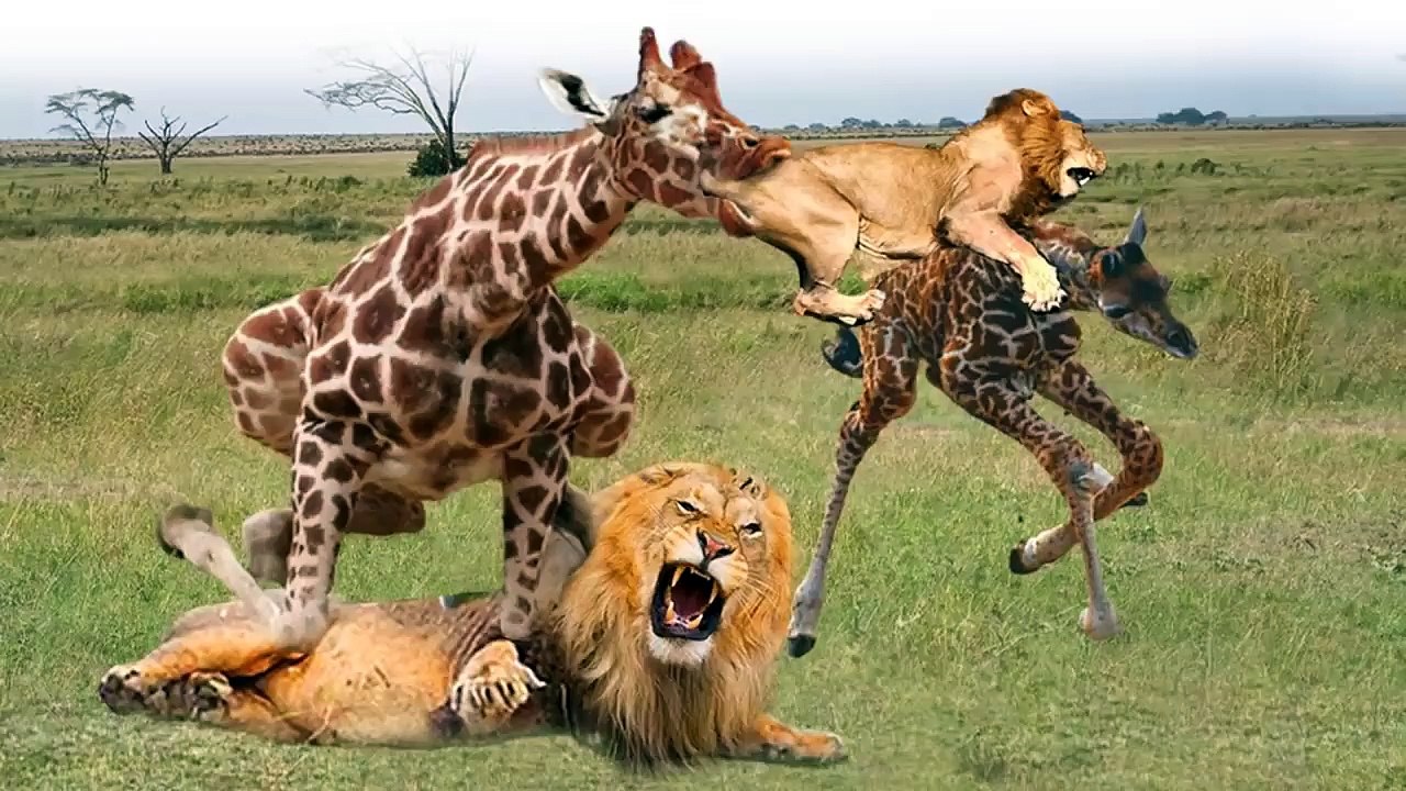 see how mother giraffe saved her babies from the savage lion by this trick!