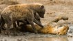 Hyenas Vs Lion how this savage Hyenas killed the lion and cut it piece by piece