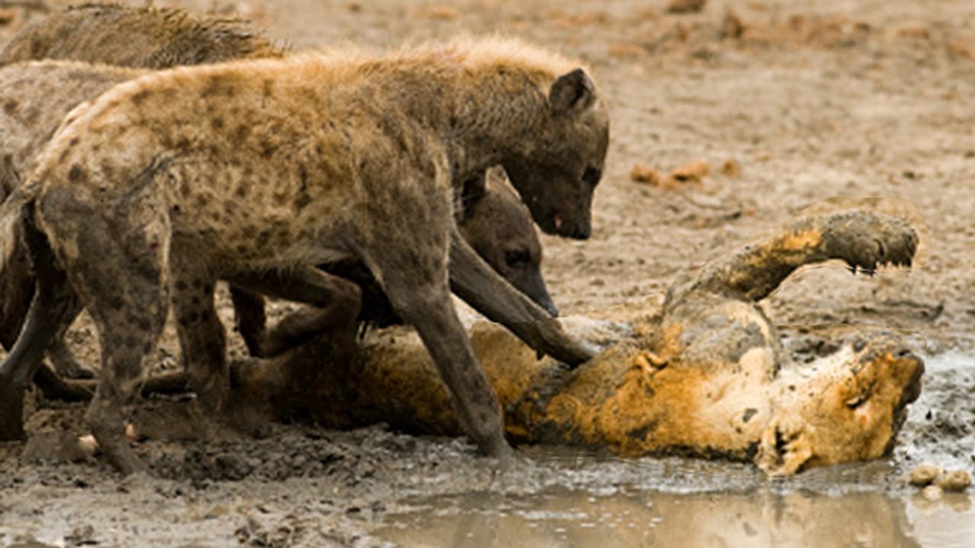 ⁣Hyenas Vs Lion how this savage Hyenas killed the lion and cut it piece by piece