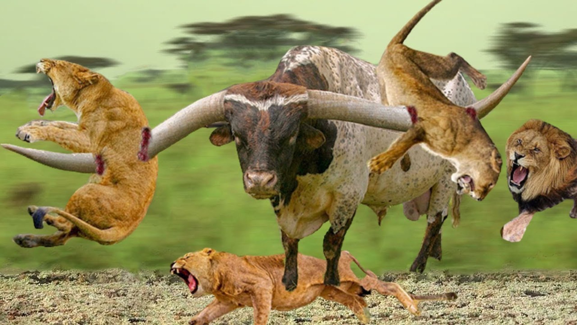 ⁣Lion VS Buffaloes ,they lost their Vigilance in a fight ,and tragic death to .....