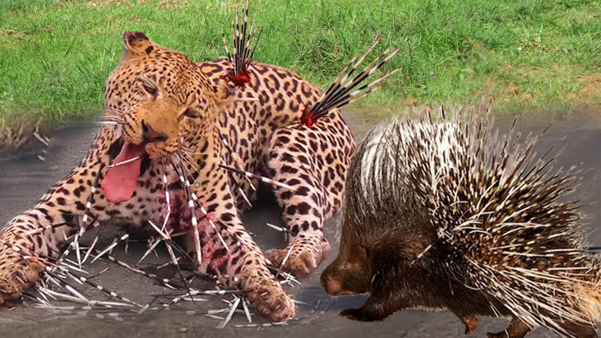 ⁣Giant Porcupine VS  Hungry Leopard , who killed who ?