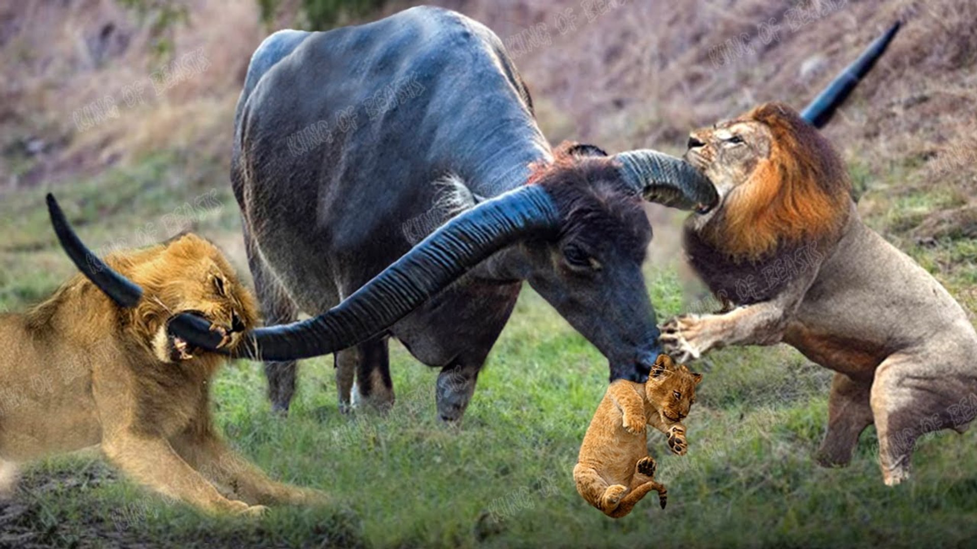 ⁣the buffaloes attacked the deadly dangerous lion ,why?