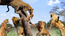 Lion Vs Leopard ,what will happen a Leopard try to steal baby lion?
