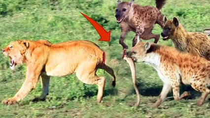 Wild Hyenas Attack Lion, Bite Off Tail & Steal Prey 🦁🦝
