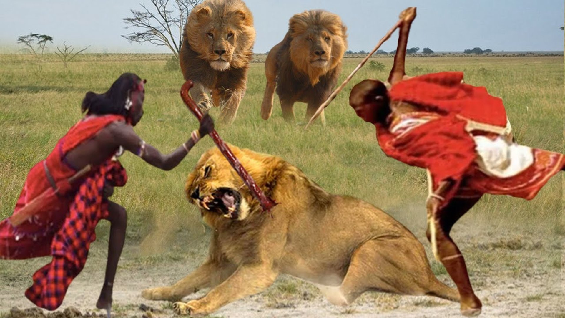 ⁣Maasai Aborigines steal food from  cheetahs and lions , can they do it!