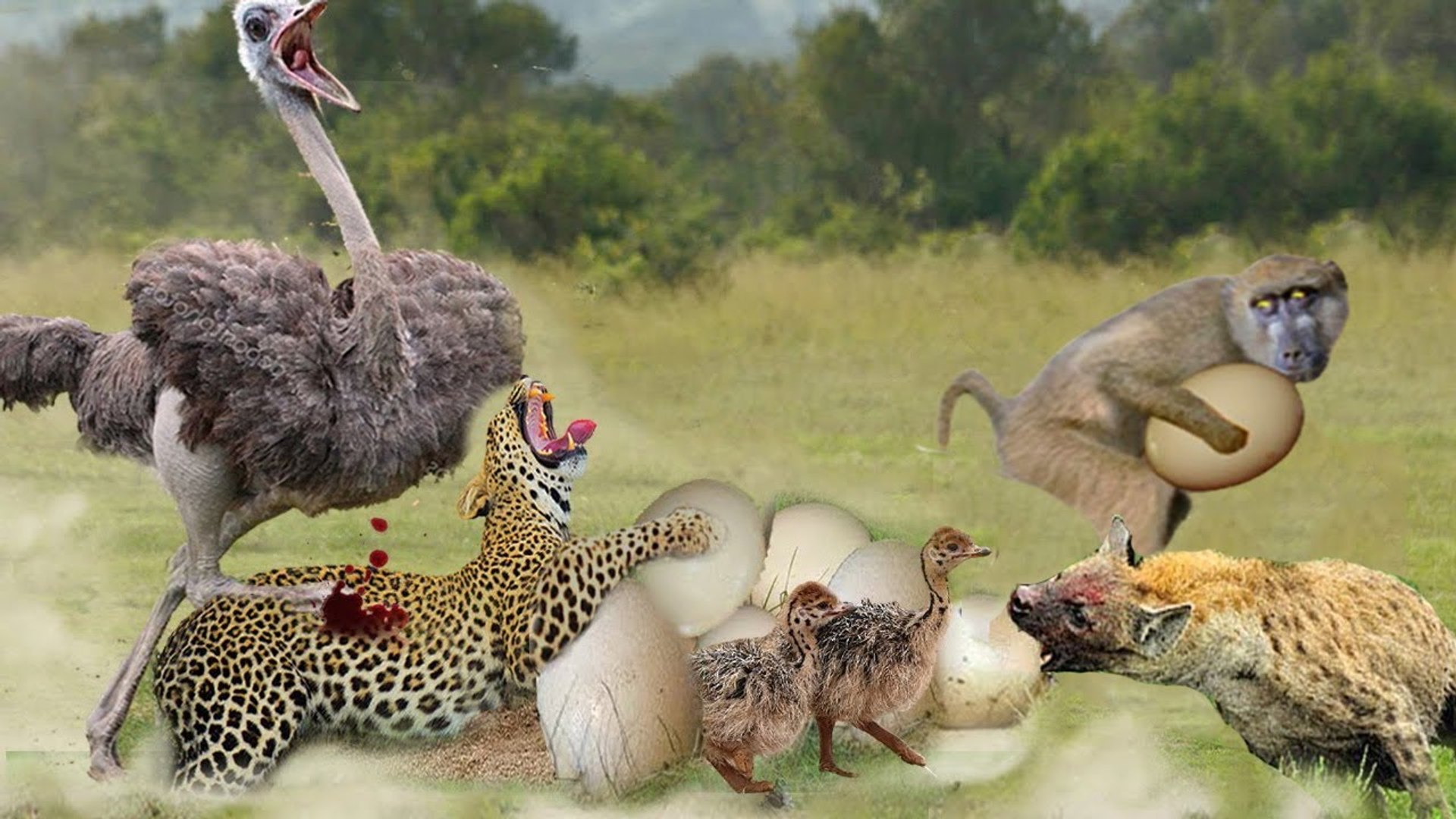 ⁣see how this  Ostrich attack Thief Hyena and leopard together to save its eggs