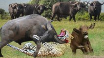 this merciless leopard, attack a buffalo while she is giving birth! and ate her calf! so sad scene