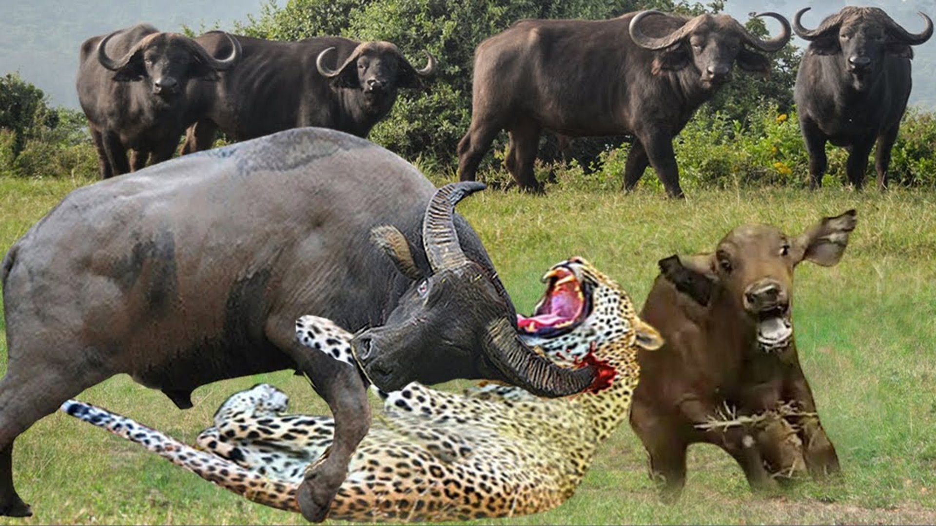 ⁣this merciless leopard, attack a buffalo while she is giving birth! and ate her calf! so sad scene