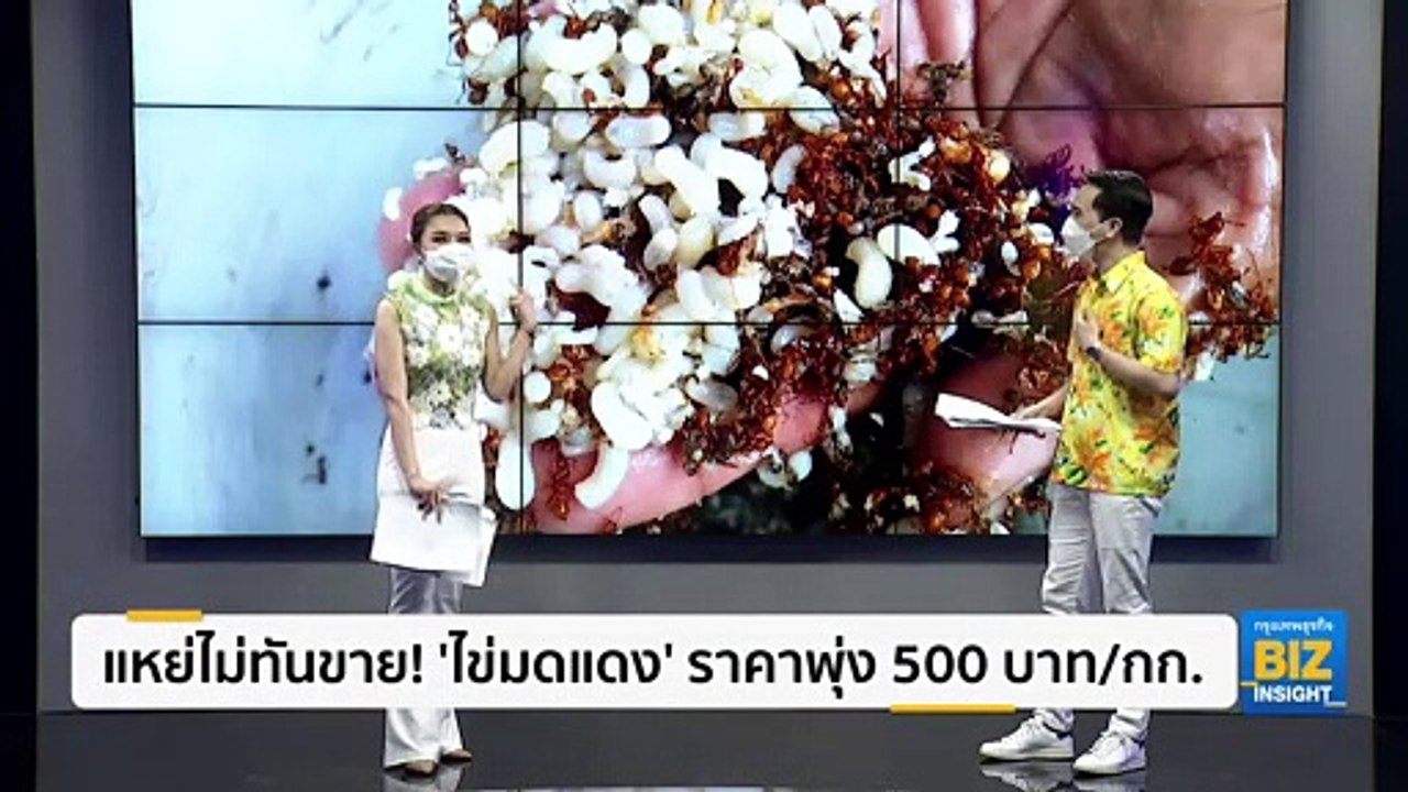 แหย่ไม่ทันขาย! ‘ไข่มดแดง’ ราคาพุ่ง 500 บาท/กก.