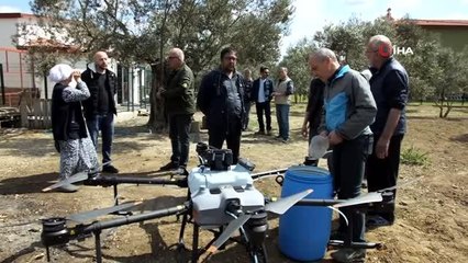 Balıkesir'de zeytin ilaçlamasında dron kullanılmaya başlandı