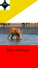 Saiga Antelopes  || weird animals || trivia