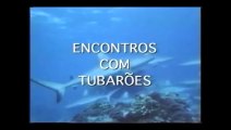 Coleção Planeta Vivo - Vol. 2: Encontros com Tubarões