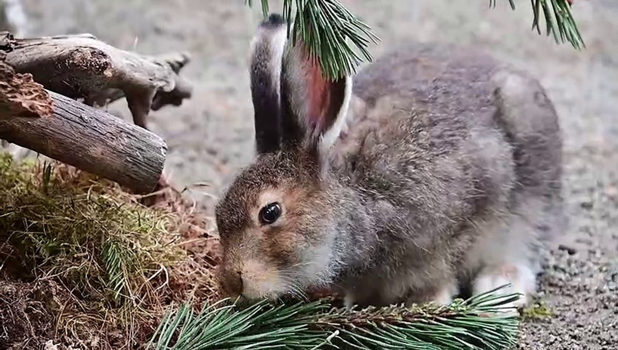 Schneehasen im Alpenzoo