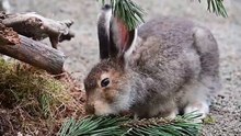 Schneehasen im Alpenzoo