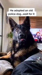 La reacción de un perro policía jubilado cuando su dueño habla de drogas