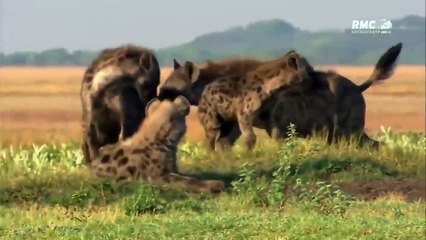 Documentaire le monde animal - LES GANGS DE HYÈNES DE LA SAVANE . RMC