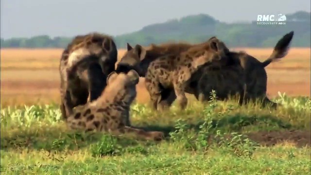 Documentaire le monde animal - LES GANGS DE HYÈNES DE LA SAVANE . RMC