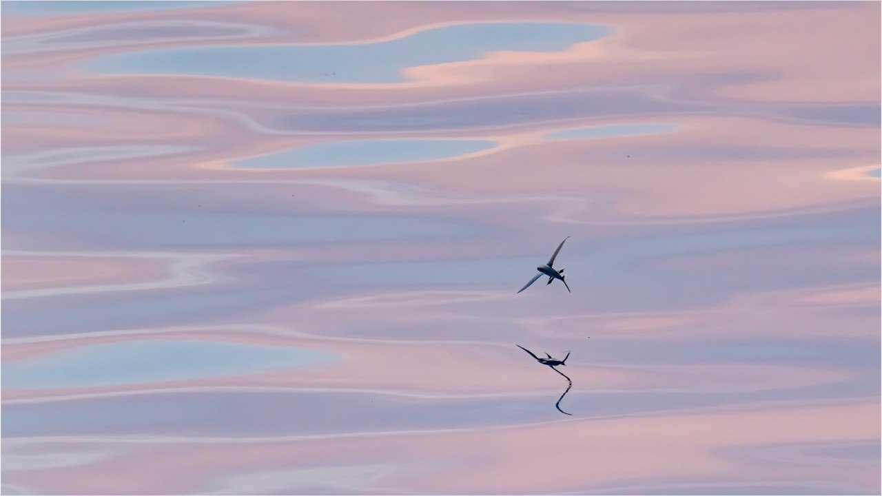 Le poisson volant, l'exocet