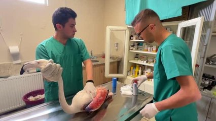 Avcıların vurduğu uçma yetisini kaybeden flamingoya özel bakım