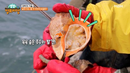 소라 껍데기 속에 봄철 보약이 숨어있다? 싱싱하고 알이 꽉 찬 이것의 정체는??