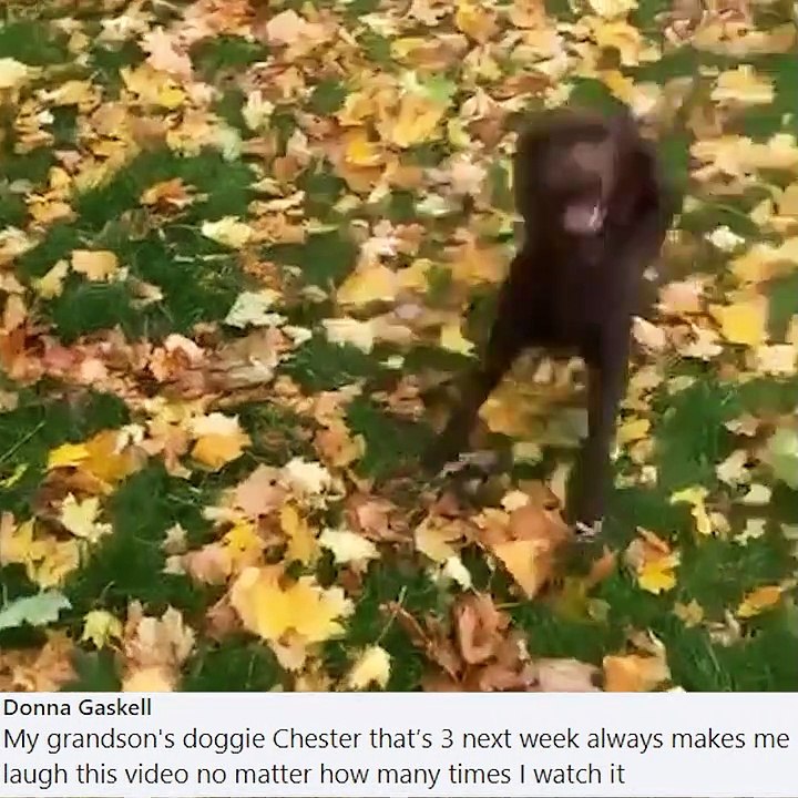 National Pet Month