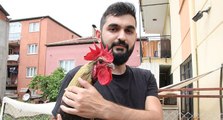 Dünyaya ün salan bayılan horozdan üzen haber