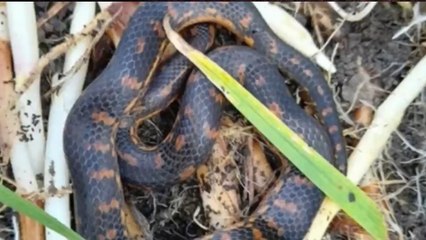 Encuentran en Bosa serpiente que hace más de 10 años no se veía en Bogotá