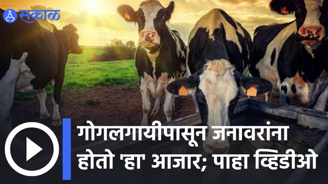 Animal Disease | गोगलगायीपासून जनावरांना होतो 'हा' आजार | Sakal Media |