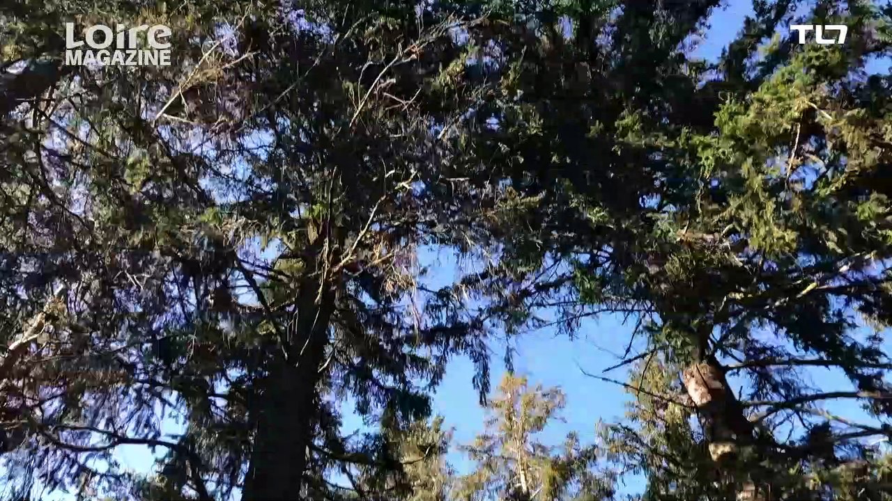 Le bois est une des richesses du département ! Cette édition est consacrée à la filière forêt/bois qui fédère les acteurs du secteur. Le conseiller départemental Jean-François Chorain nous explique comment le Département l'accompagne