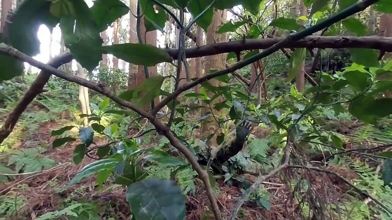 Find Me in the Jungle