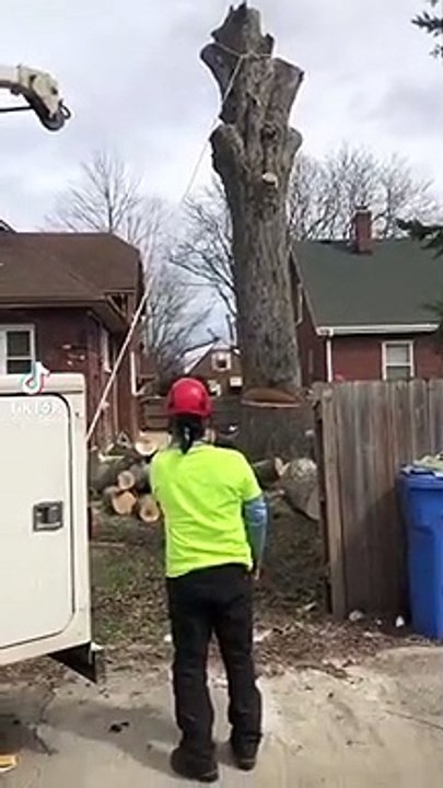 L'abattage de cet arbre réservait une petite surprise !