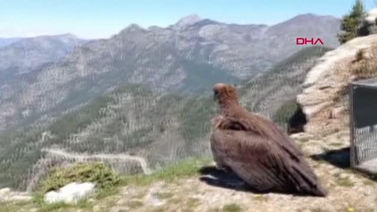 OSMANİYE'DE TEDAVİSİ TAMAMLANAN KARA AKBABA DOĞAYA SALINDI