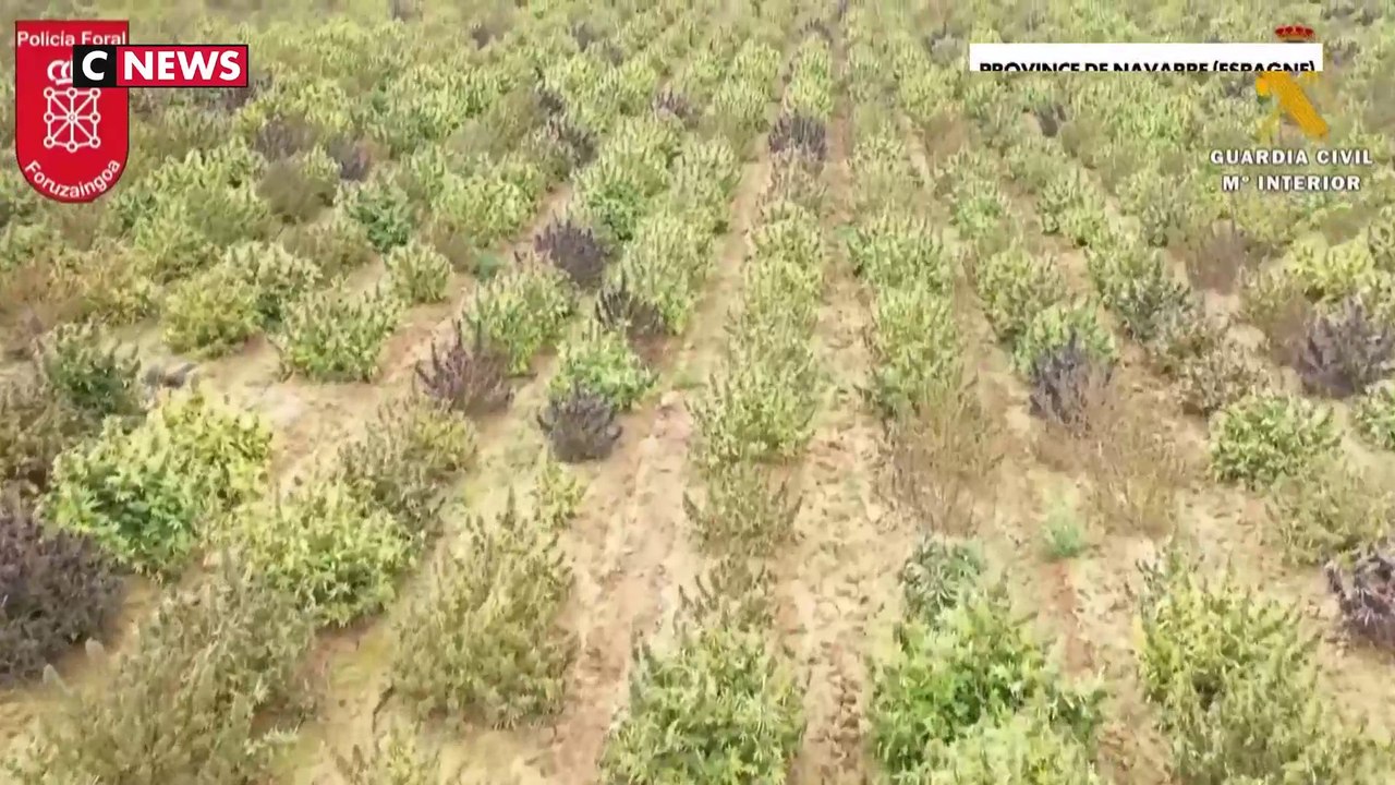 Espagne : la plus grande plantation de cannabis d'Europe saisie par la police