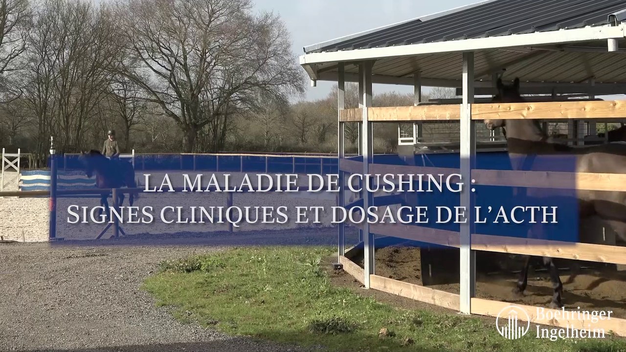 La maladie de Cushing : signes cliniques et dosage de l'ACTH