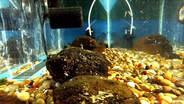 EPCAMR's Trout Tank Live 4/13/22 Feeding Time