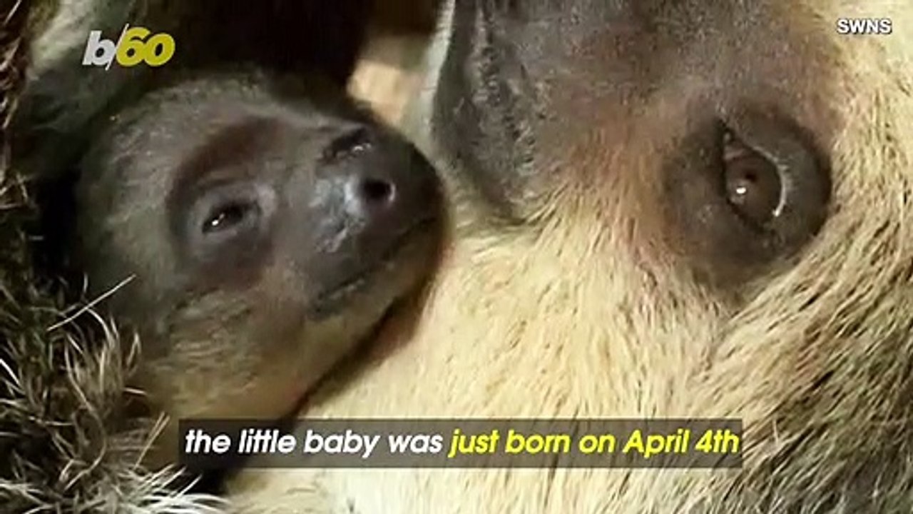 Aww! Baby Sloth Discovered Already Born During Feeding Time at Zoo