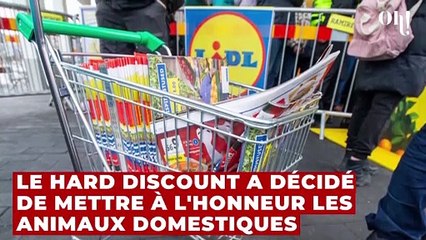 LIDL chouchoute les animaux avec son fauteuil suspendu pour chat à moins de 20 euros
