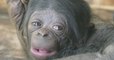 Vallée des Singes : la naissance d'un bébé bonobo réjouit le personnel du parc