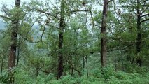 BIRDS CHIRPING IN THE FOREST - Peaceful Ambience