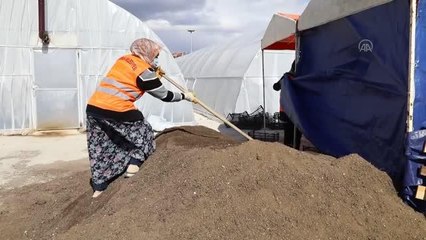 Çubuk Belediyesinin seralarında yetiştirilen çiçekler ilçeyi süsleyecek