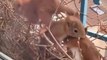 Un écureuil décide de faire son nid sur le rebord d'une fenêtre... adorable