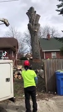 En coupant cet arbre les bucherons vont avoir une petite surprise !