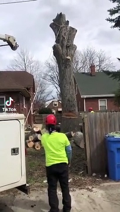 En coupant cet arbre les bucherons vont avoir une petite surprise !