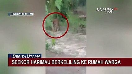 Download Video: Detik-detik Harimau Sumatera Muncul di Permukiman, Sempat Berkeliling Mendekati Rumah Warga