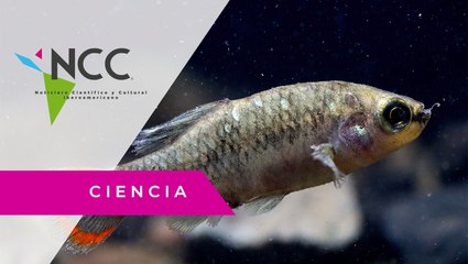 Pez Tequila, un ejemplo de supervivencia y conservación ambiental