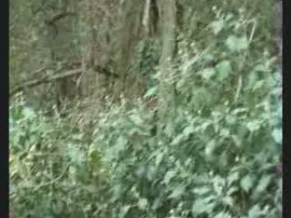 Air Soft